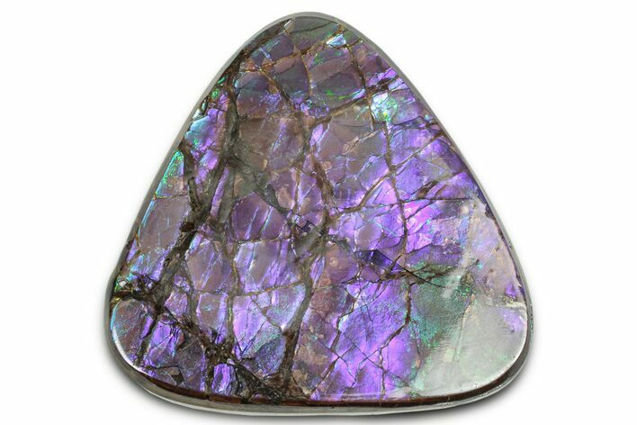 Iridescent Ammolite (Fossil Ammonite Shell) - Purples & Blues #350363